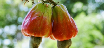 Mattarello(a)way in India per Frutta e Bacche: gli anacardi