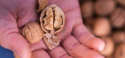 Frutta secca dalla A alla Z